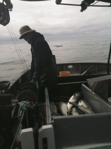 Greg catching coho